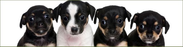 appledown rescue centre