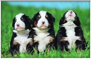 appledown rescue centre