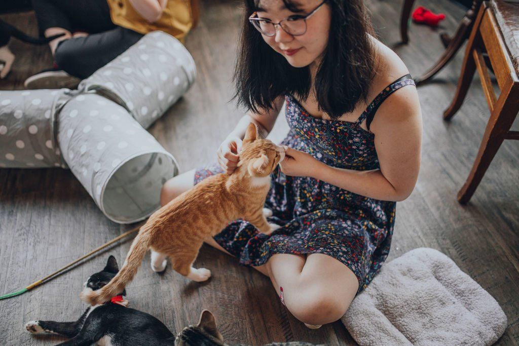 Happy Cafe Cafe Grand  Rapids  Cat  Lounge Adoption  Center