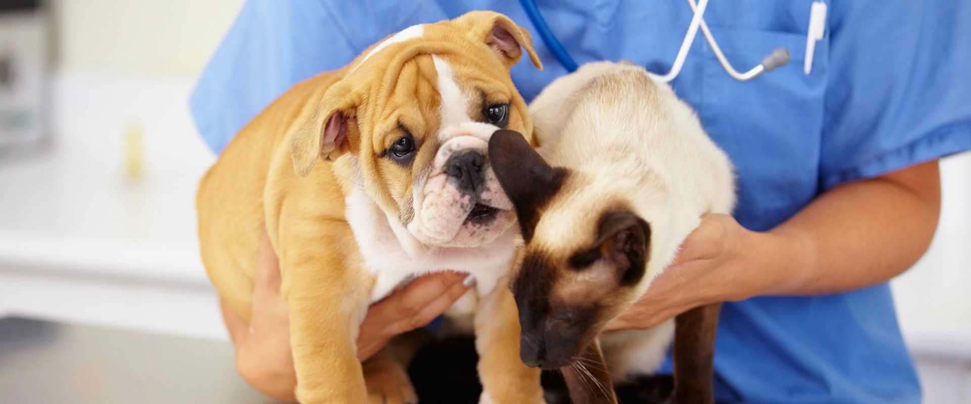 Vet Clinic in Sarasota & Lakewood Ranch, FL Animal Hospital