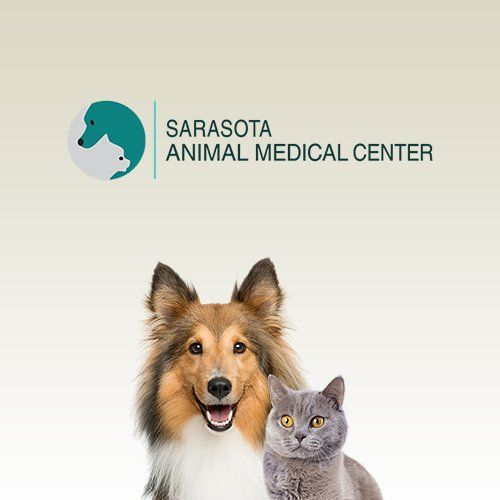 Vet Clinic In Sarasota Lakewood Ranch Fl Animal Hospital