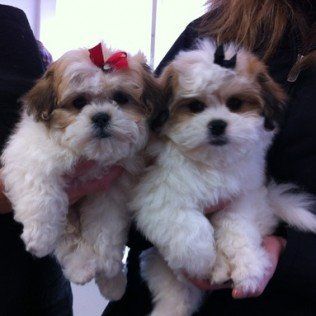 how to choose a dog groomer - dog and bone dog grooming