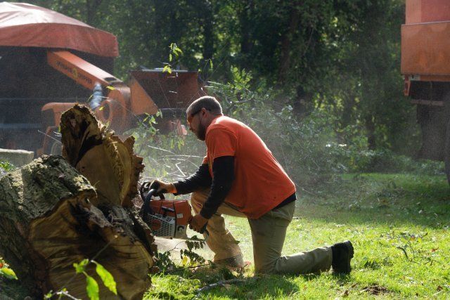 Pittsburgh Tree Services Affordable Residential