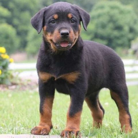 rottweiler cachorros greenfieldpuppies greenfield