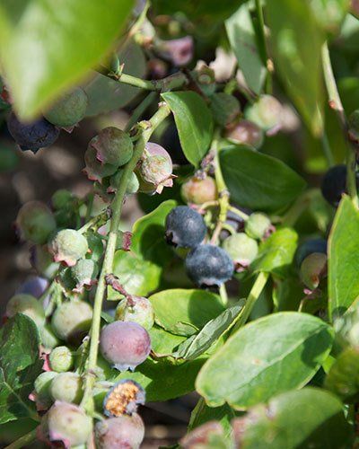 West End Nursery San Rafael Ca Fruits Veggies Herbs San Rafael Ca Fruits Veggies Herbs