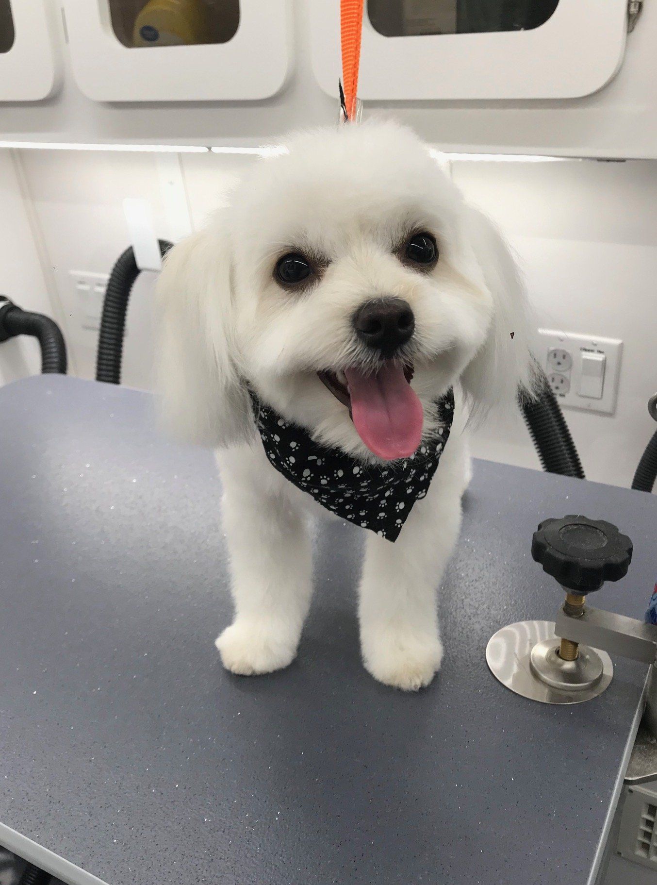 Mobile Dog Groomers in Allen, Frisco & McKinney TX Pet Grooming by