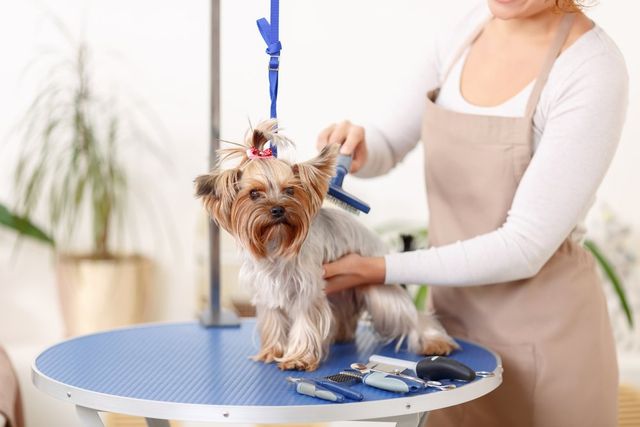 affordable dog grooming
