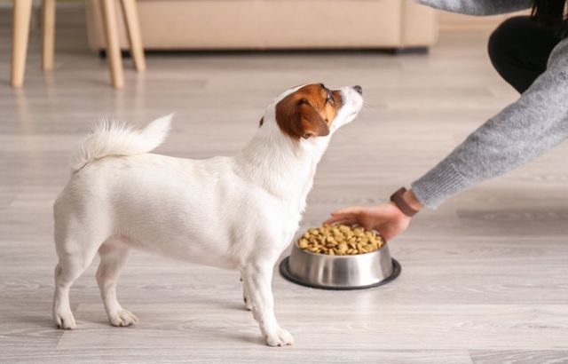 best dog food for dry skin and coat