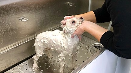 primped pooches mobile dog spa