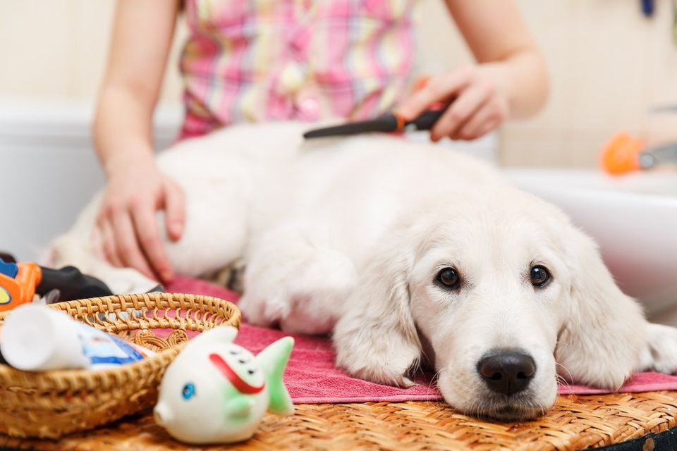 The Importance of Grooming Your Puppy