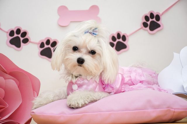 primped pooches mobile dog spa