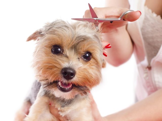 dog brush that cuts hair