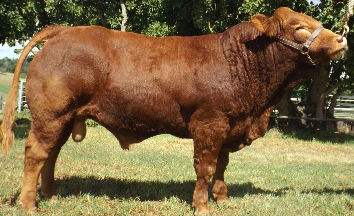 Sires | BJF Limousin