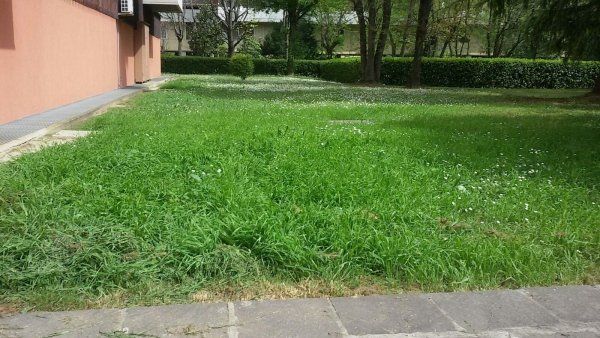 Parco con erba incolta