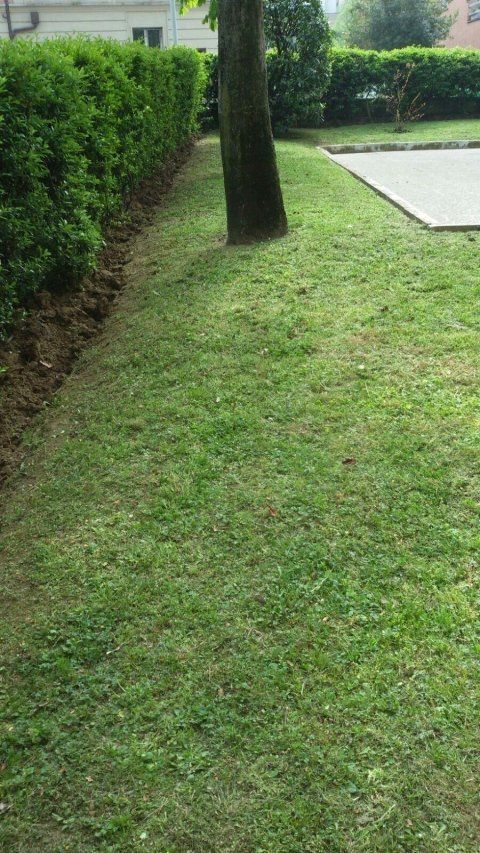 Prato tagliato e curato