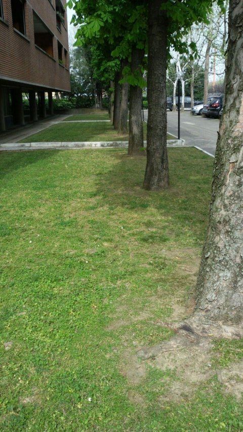 Parco con prato curato e ordinato