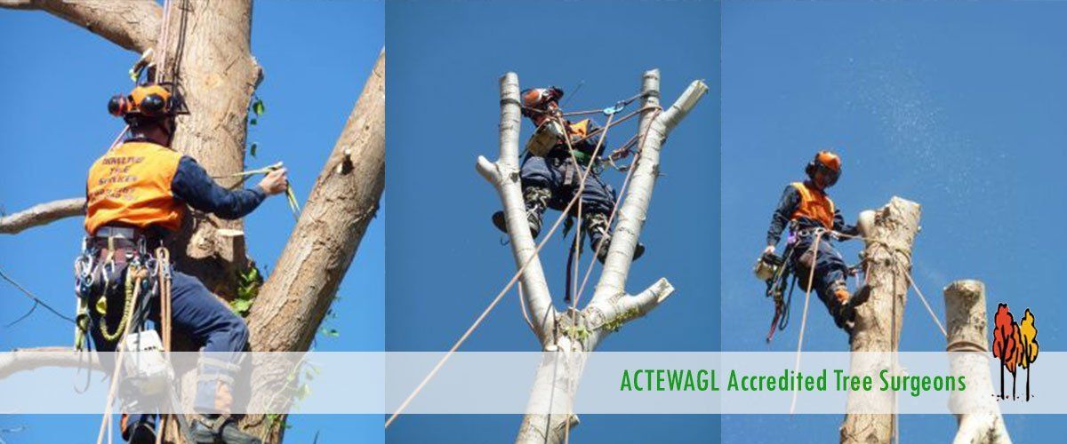 Dowling Tree Services Canberra�s Expert Arborist