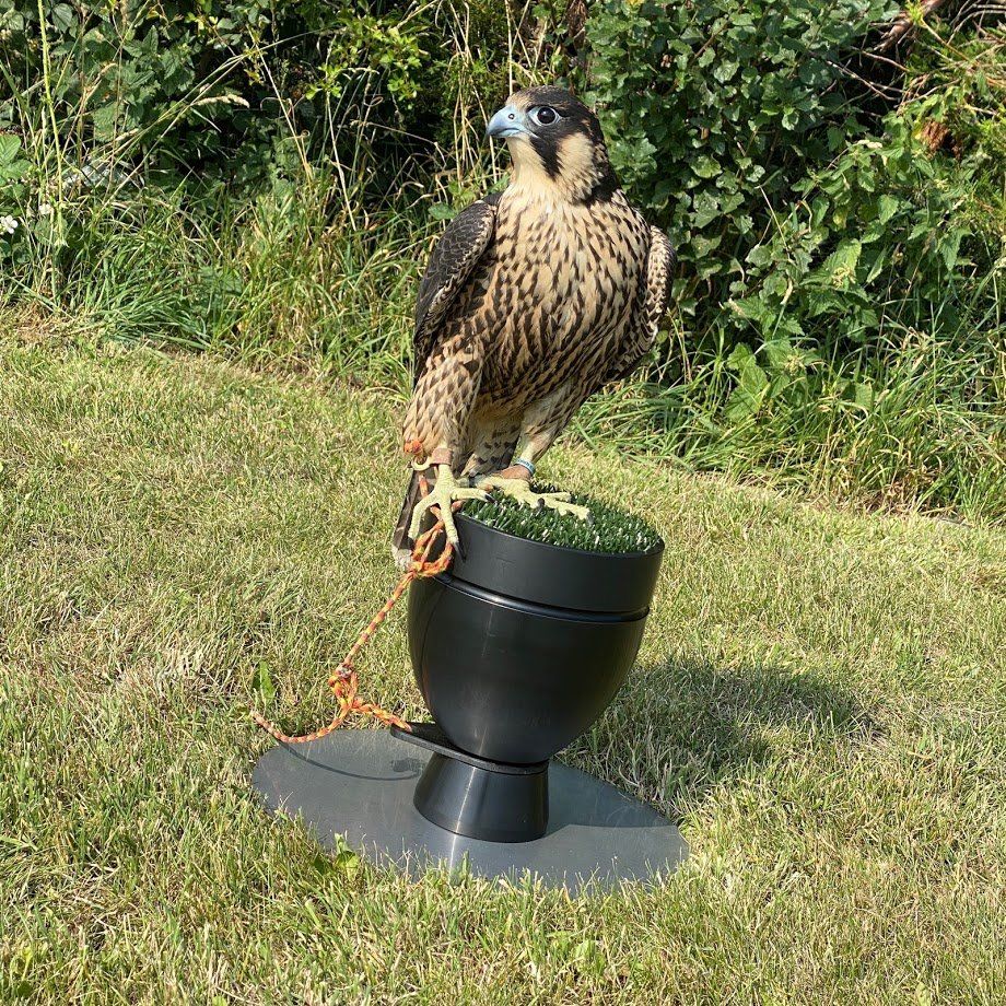 Falconry Equipment & Falconry Travel Box by Animal Transit Boxes