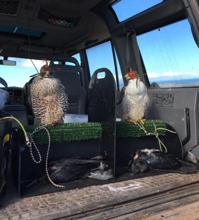 Falconry Equipment & Falconry Travel Box by Animal Transit Boxes