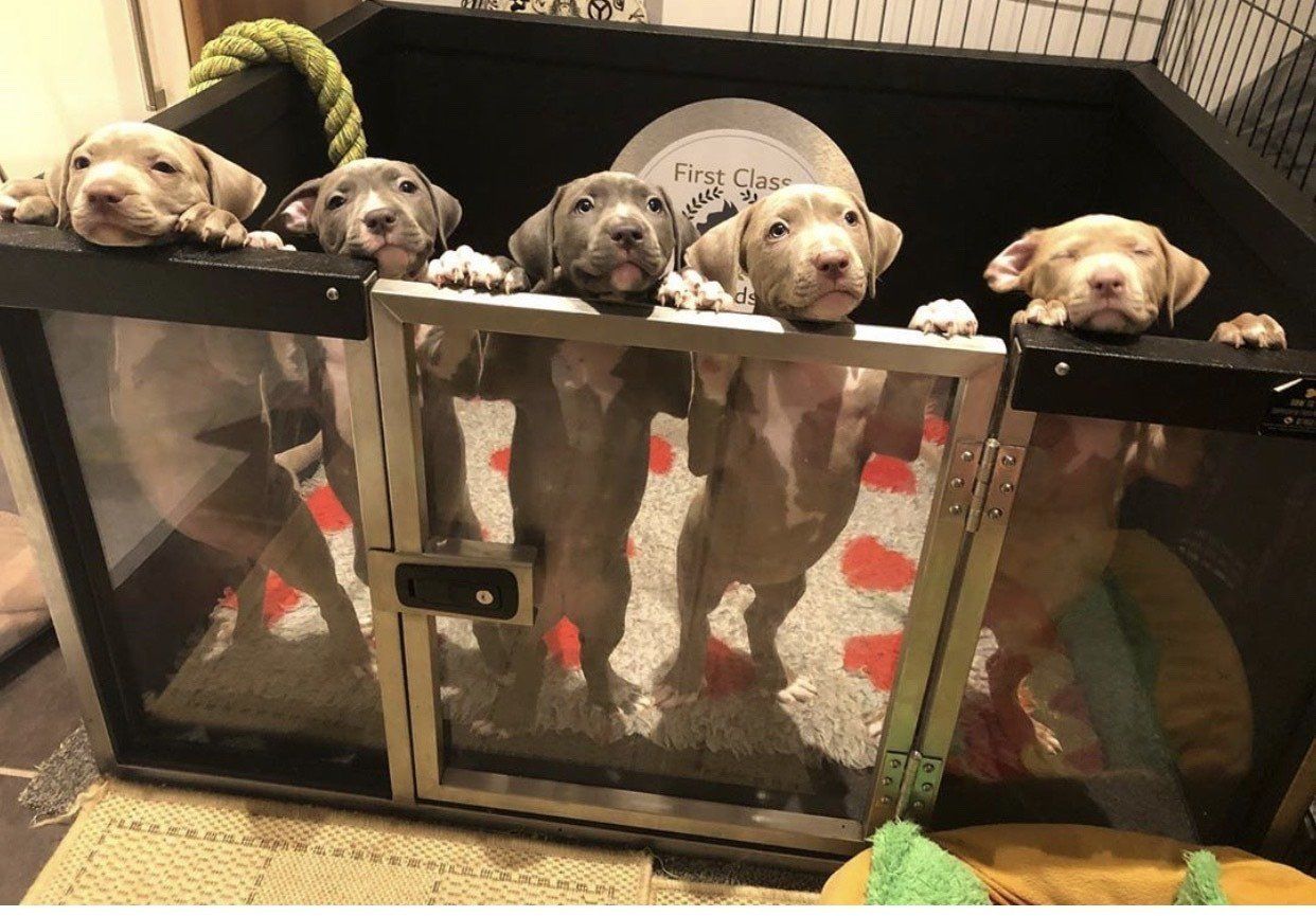Dog Whelping Box Pen Solutions Animal Transit Boxes