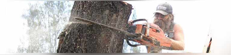 c and d schroeder tree services man sawing a tree