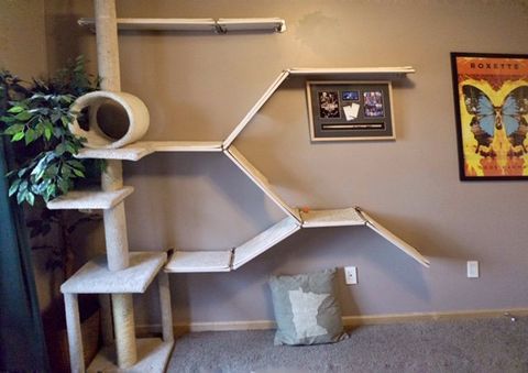 Cat Shelf Design Ideas, DIY or designed by Cat Shelf Experts