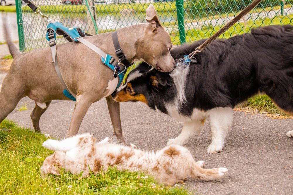 Twin Ponds at Nashua NH Dog Resources