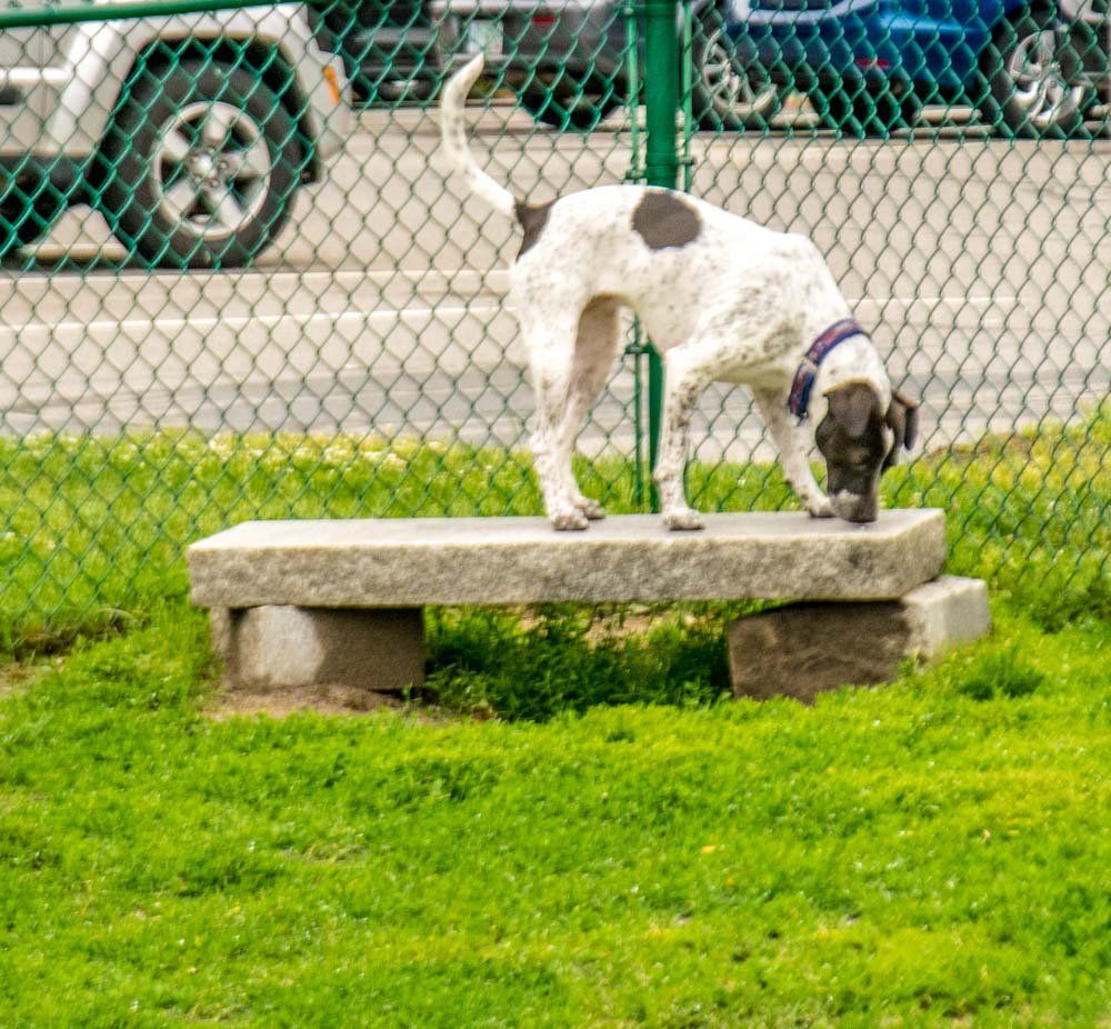 Twin Ponds at Nashua NH Dog Resources