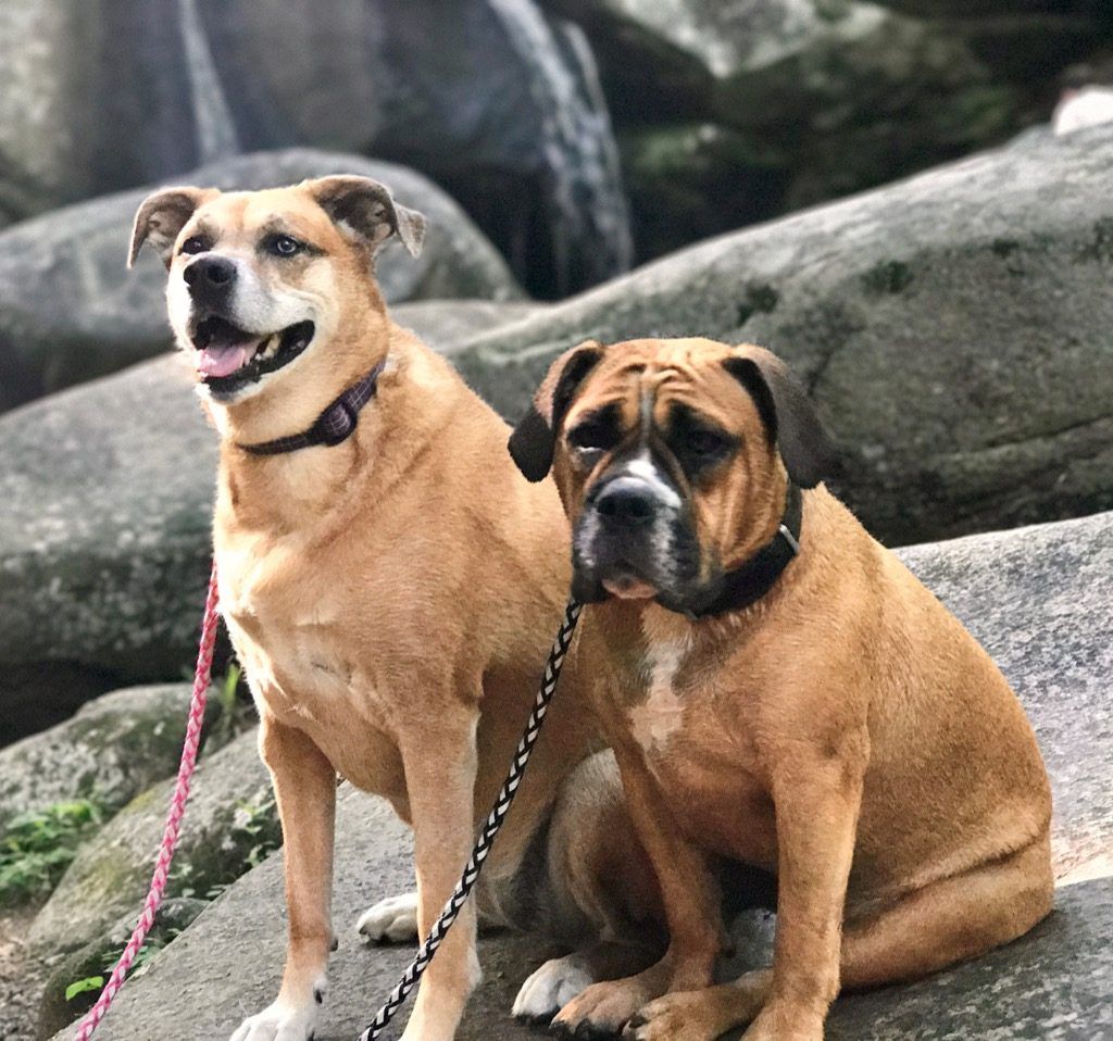 Twin Ponds at Nashua NH Dog Resources