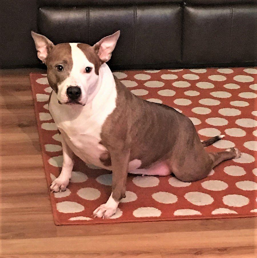 Twin Ponds at Nashua NH Dog Resources