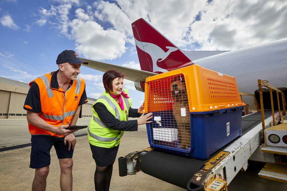 Pet Transport in Australia Aussiemove International Movers Pty. Ltd.