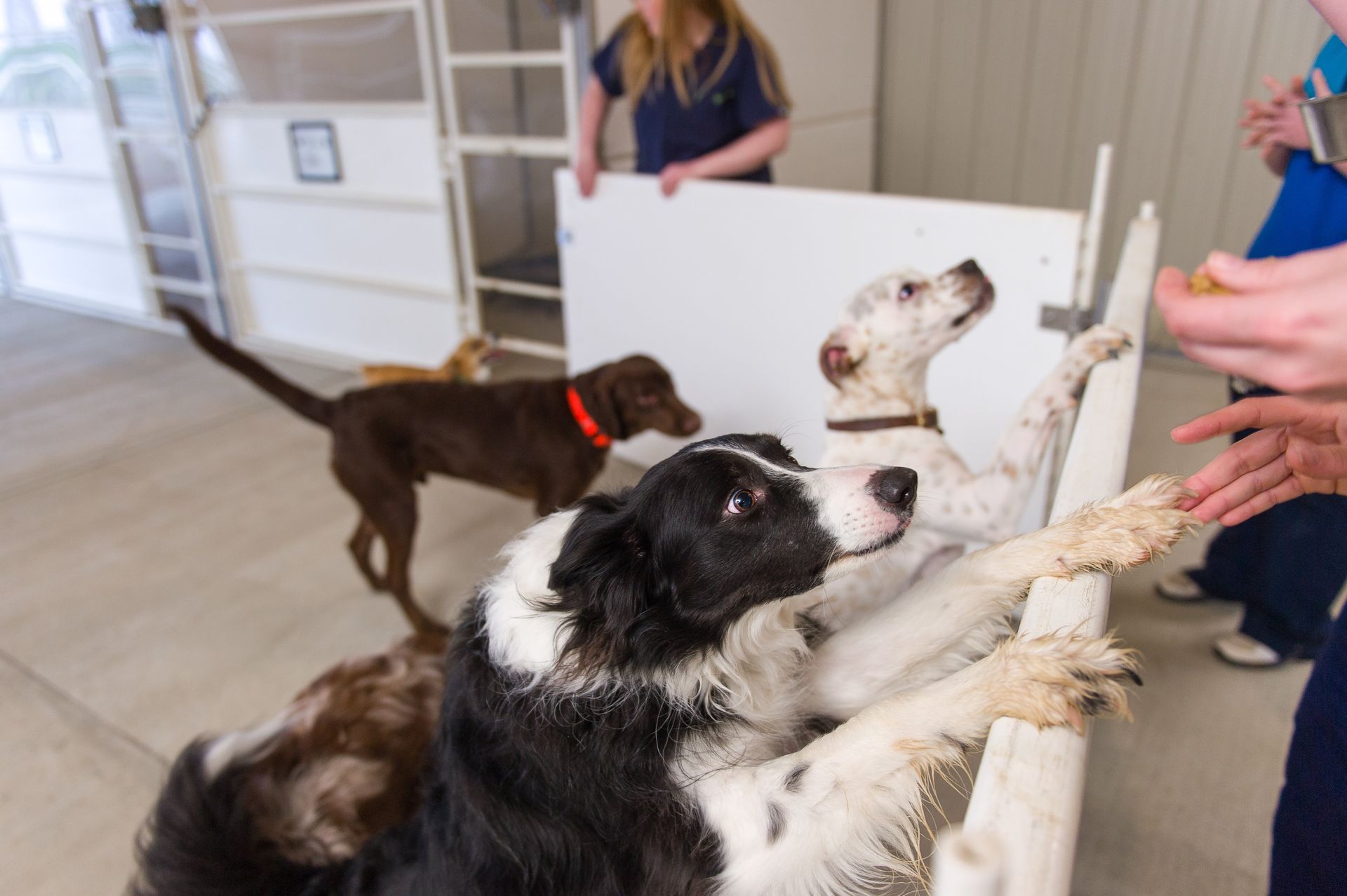 TimberCreek Veterinary Hospital Manhattan, KS Veterinarian