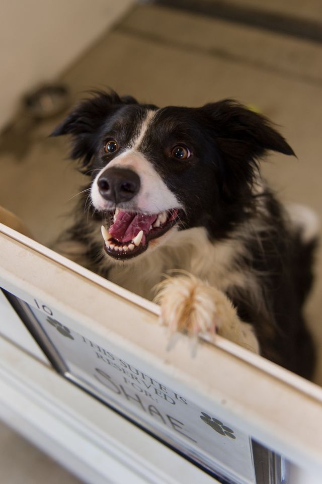 dog daycare manhattan