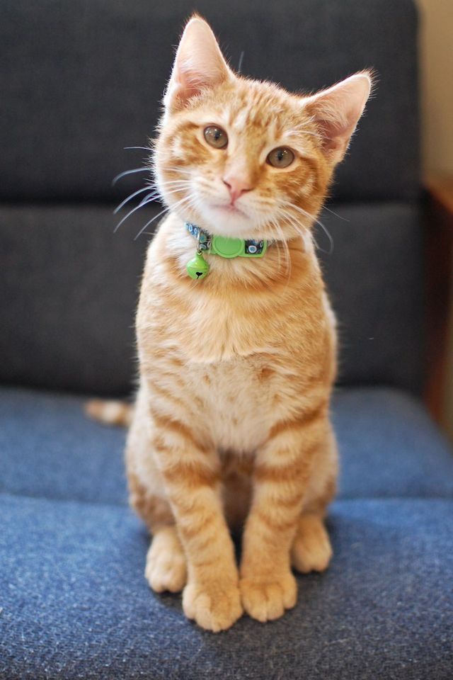 cat boarding manhattan