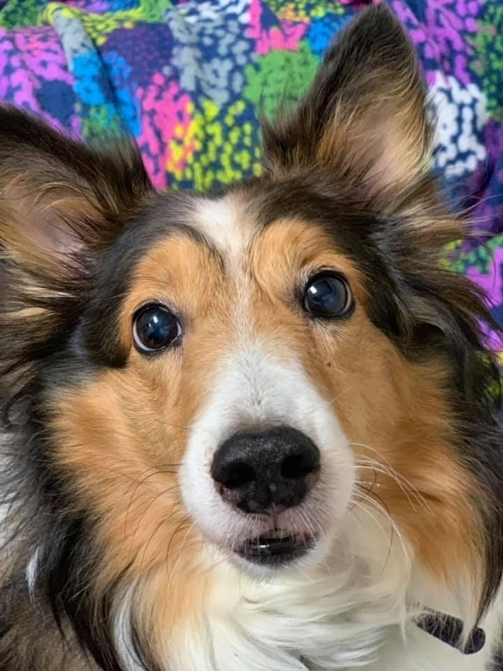 Dog Boarding Nixa, MO A Bit of Country K9 Kennel