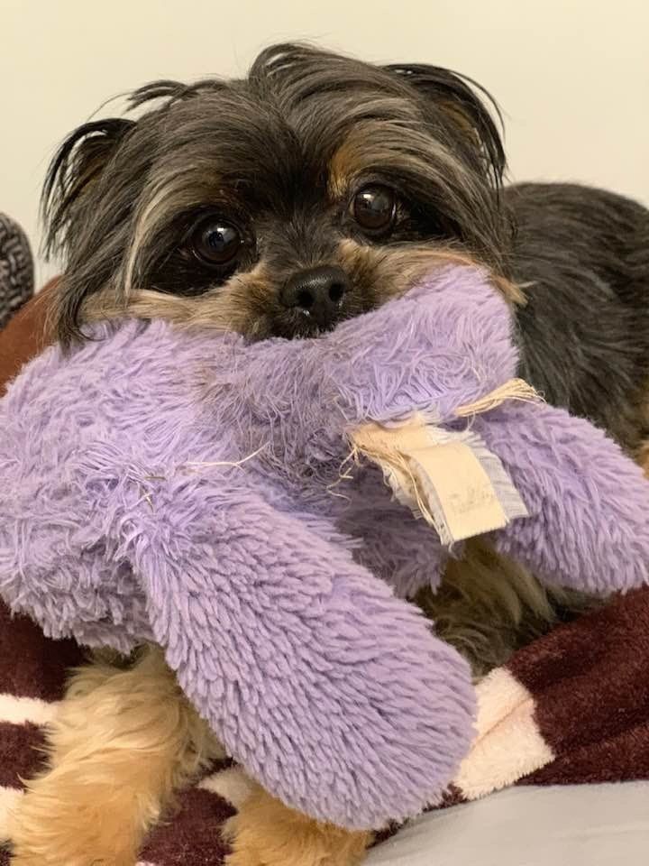 Dog Boarding Nixa, MO A Bit of Country K9 Kennel