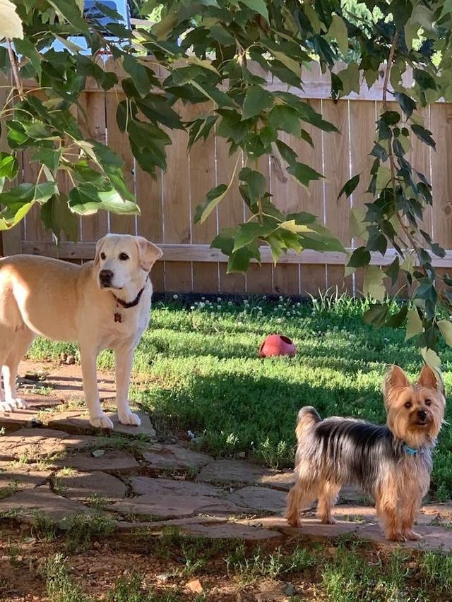 Dog Boarding Nixa Mo A Bit Of Country K9 Kennel