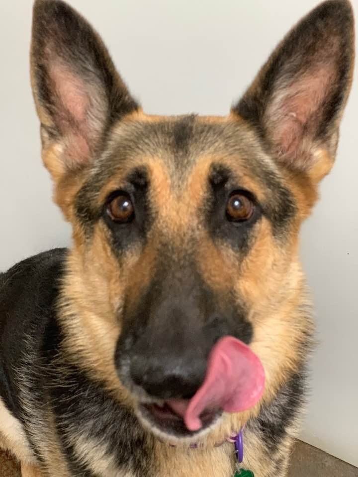 Dog Boarding | Nixa, MO | A Bit of Country K9 Kennel