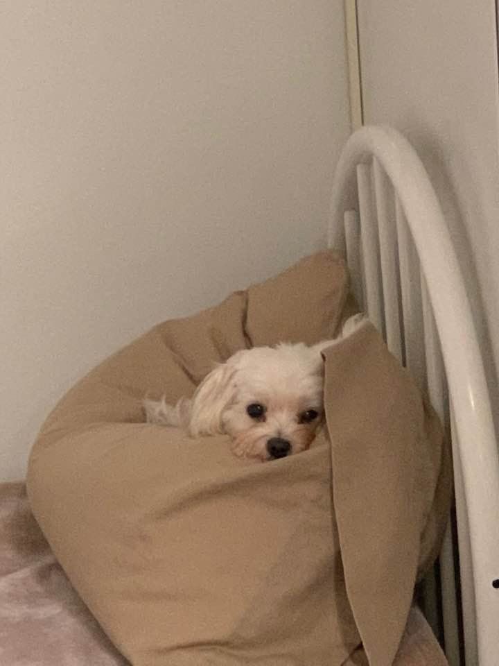 Dog Boarding Nixa, MO A Bit of Country K9 Kennel