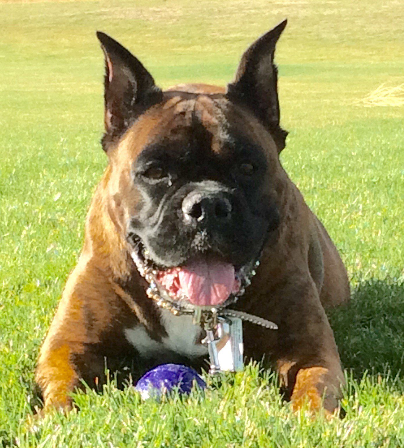 Dog Boarding Nixa, MO A Bit of Country K9 Kennel