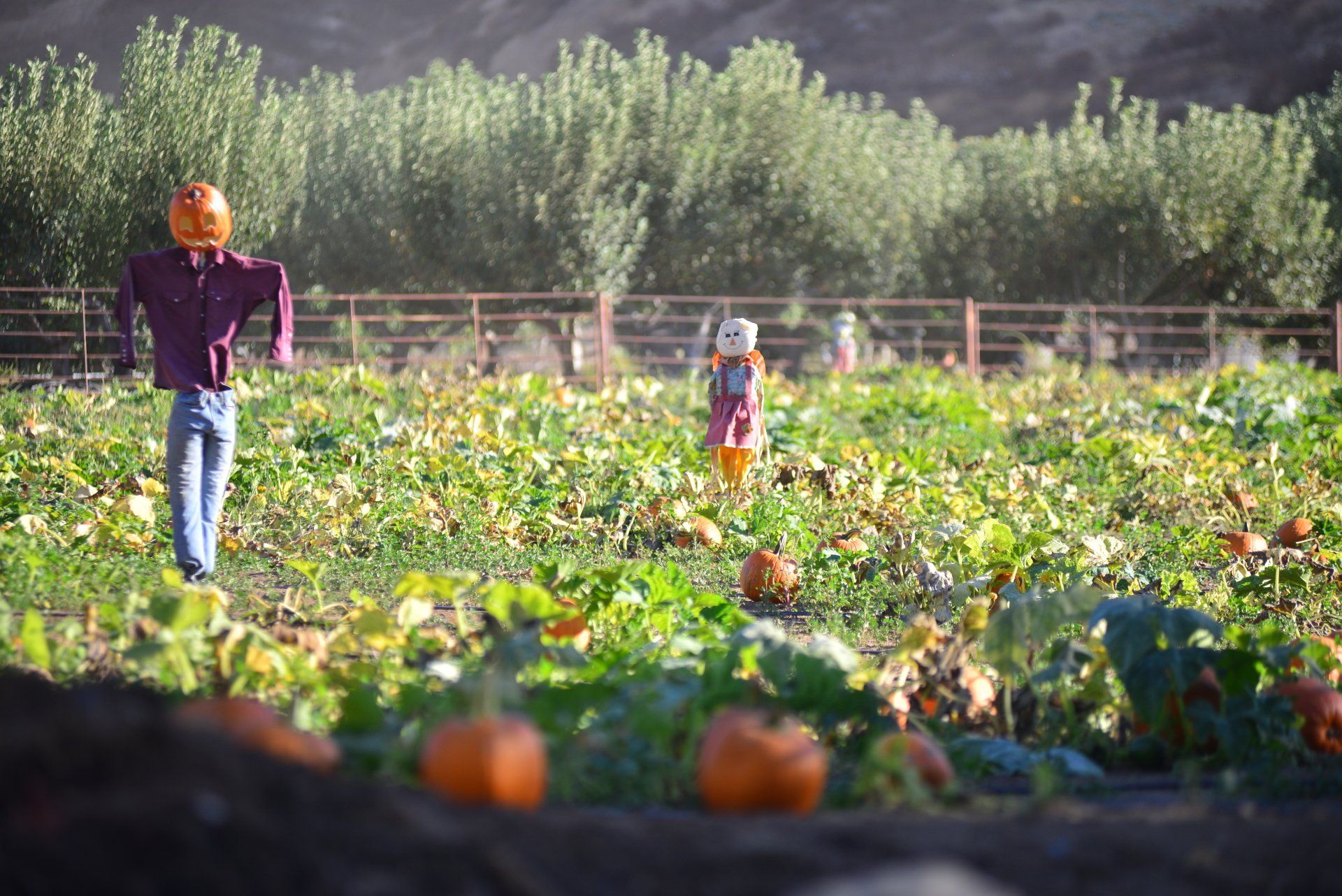 Pumkin Patch Inland Empire Pumpkin Farm Redlands U Pick Pumpkins