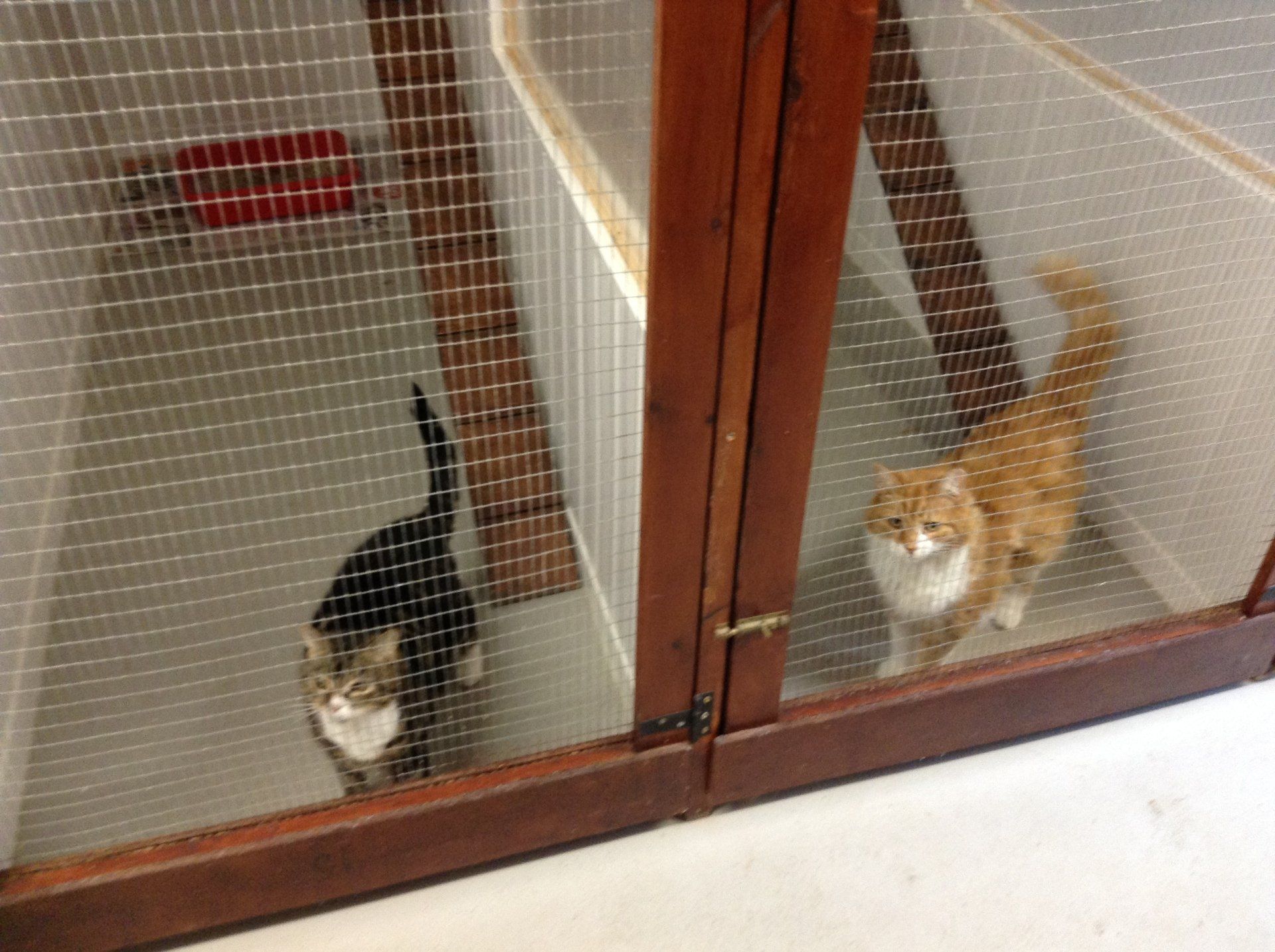 Cat New Farm Boarding Cattery