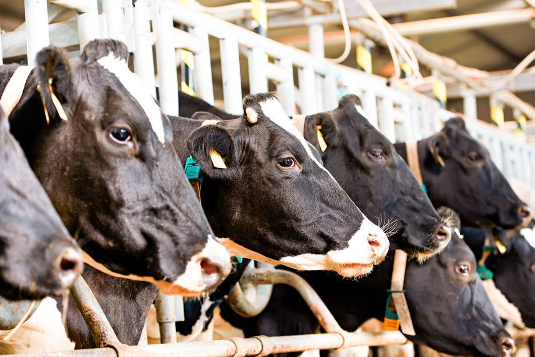 Digital Technologies In Animal Health: Focus On The Dairy Industry (part 1)