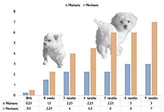 maltese puppy size