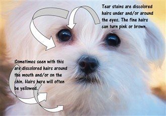 dark tear stains dogs eyes