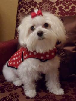 Care Tips For Senior Maltese Dogs