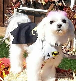 maltese barking at strangers