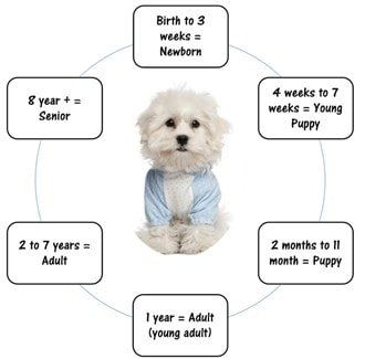 how old is 7 weeks in dog years