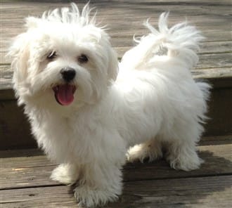 maltese dog small white