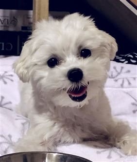 what to feed a maltese puppy